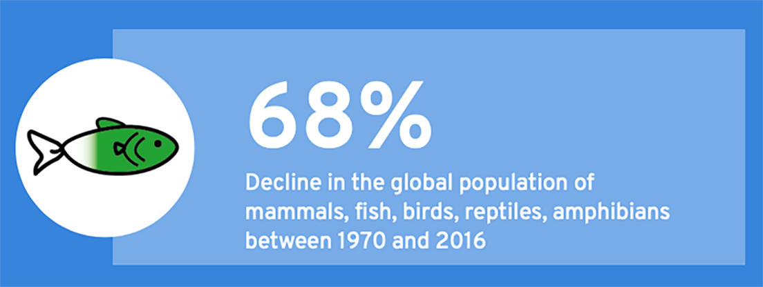 68% Disminución de la población mundial de mamíferos, peces, aves, reptiles y anfibios entre 1970 y 2016